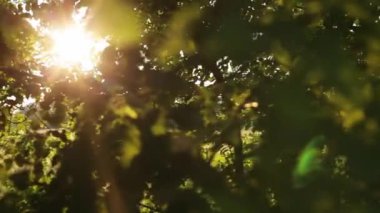 Gün batımında ağaçların yaprakları arasında gün ışığı parlar. Kaydırıcı atışı