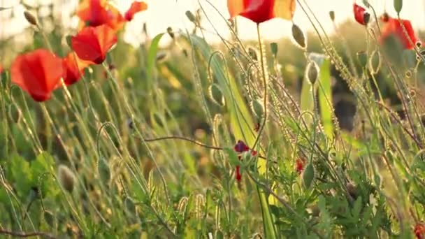 Luz Del Sol Brilla Entre Las Hojas Los Árboles Atardecer — Vídeos de Stock