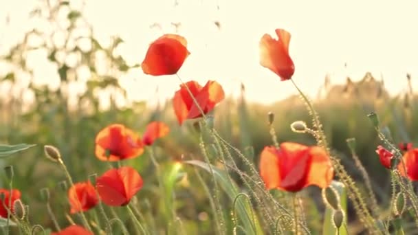 Luz Del Sol Brilla Entre Las Hojas Los Árboles Atardecer — Vídeos de Stock