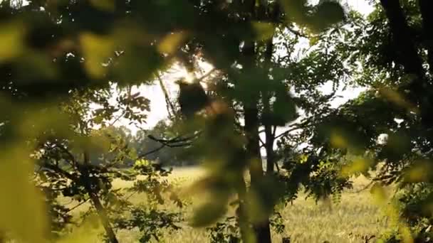 Luce Del Sole Divampa Tra Foglie Degli Alberi Tramonto Slider — Video Stock