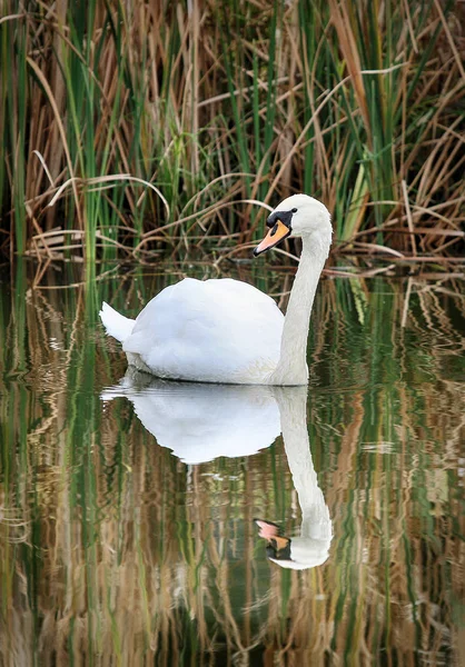平静的天鹅在荡漾的池塘与反射图片 — 图库照片