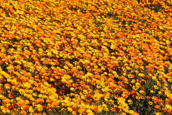 Obraz Tła Daisy Żółty Pomarańczowy Kwiat Patch — Zdjęcie stockowe