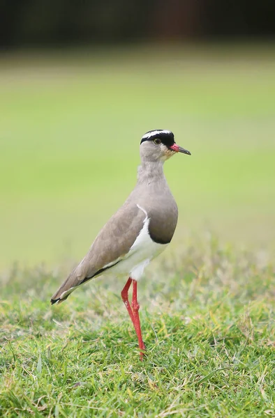 Nahaufnahme Eines Einzigen Maskierten Kiebitzes Oder Spornregenpfeifers Auf Dem Golfplatz — Stockfoto