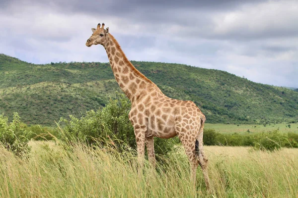 Imagem Girafa Contra Pano Fundo Montanha Verde Nuvens — Fotografia de Stock