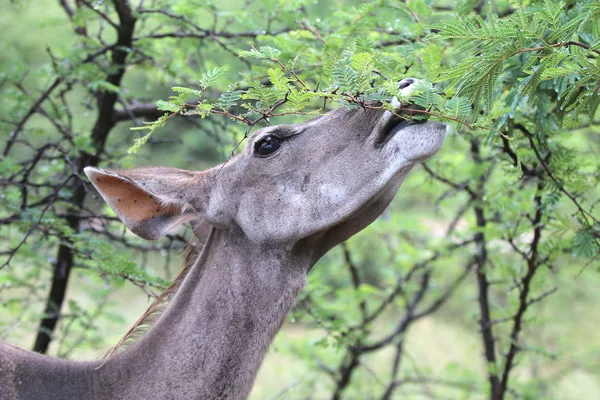 Image Grand Kudu Koedoe Mangeant Des Feuilles Épinette — Photo