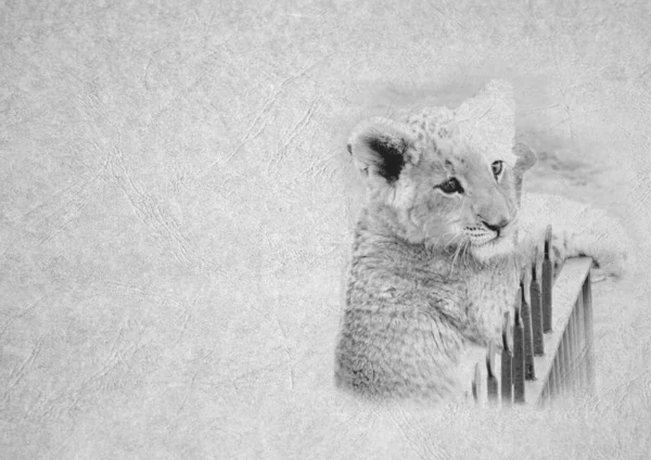 Grayscale Black White Foldable Card Image Cute Lion Cub Face — Stock Photo, Image