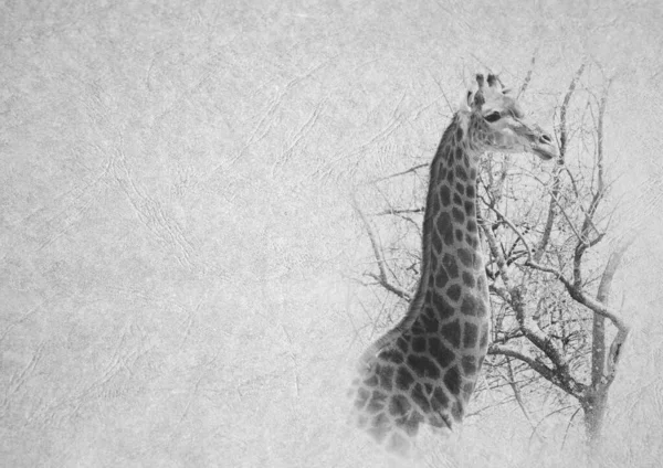 Skala Szarości Czarno Biały Składany Obraz Żyrafy Miękkiej Skórzanym Papierze — Zdjęcie stockowe