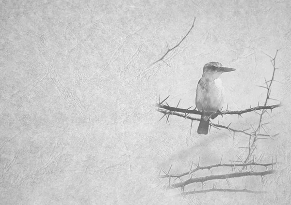 Grayscale Black White Foldable Card Image Brown Hooded Kingfisher Thorn — Stock Photo, Image