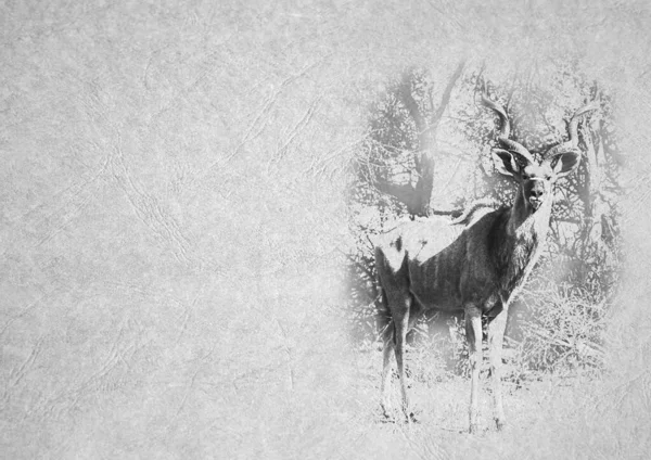 Grayscale Tarjeta Plegable Blanco Negro Imagen Toro Kudu Grande Sobre — Foto de Stock