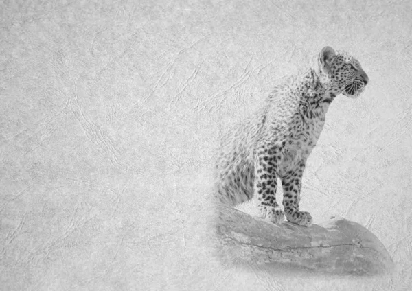 Grayscale Tarjeta Plegable Blanco Negro Imagen Joven Leopardo Posando Una — Foto de Stock