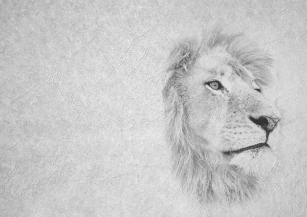 文字面积皮革型纸片上狮子脸朝外凝视的灰度黑白折叠式卡片图像 — 图库照片