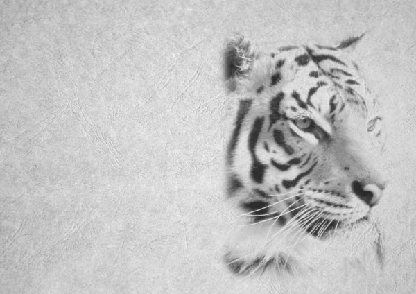 Grayscale Tarjeta Plegable Blanco Negro Imagen Cara Tigre Expresión Suave — Foto de Stock