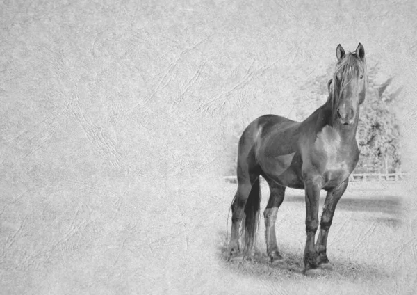 Grayscale Black White Foldable Card Image Large Black Muscular Stallion — Stock Photo, Image