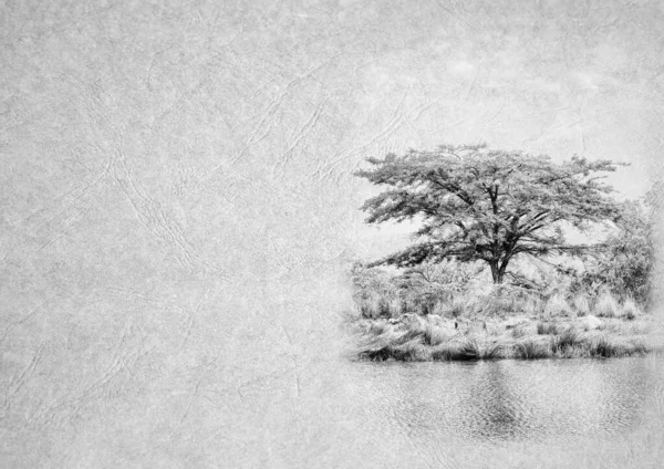 グレースケール黒と白の折りたたみ式カードの画像頭と大きなテキストエリアを持つ革タイプの質感の紙にとげのある木と静物トランキルアフリカ湖 — ストック写真