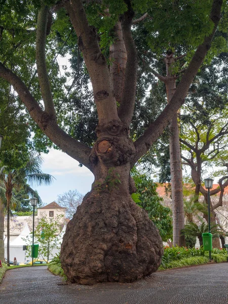 Duże Drzewo Parku Funchal Madera — Zdjęcie stockowe