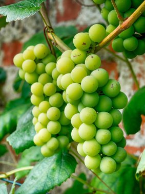 bush olgunlaşma üzüm demet