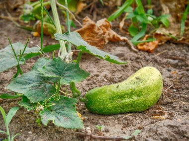 Bahçede salatalık yetiştiriyorum.