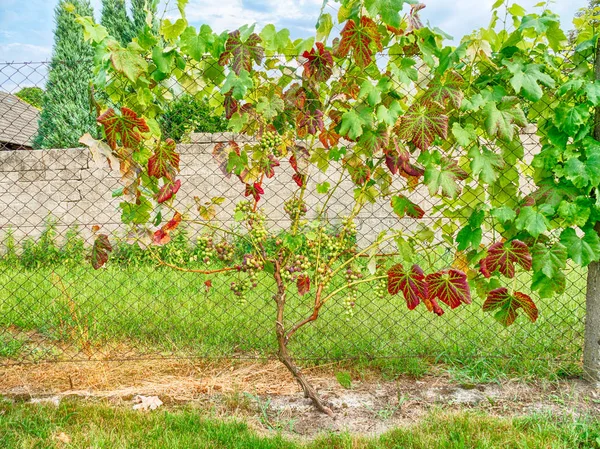 Bunches Grapes Ripening Bush — Stock Photo, Image