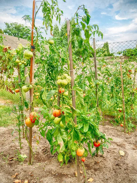 Tomates Maduros Arbusto Imagem De Stock