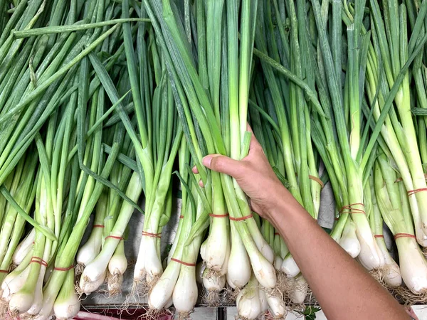 Woman hand choose bunch of green fresh onion in organic supermarket. Salad Onions, Scallions — Stock Photo, Image