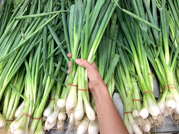 Vrouw hand kiezen bos van groene verse ui in biologische supermarkt. Salade uien, Scallions — Stockfoto