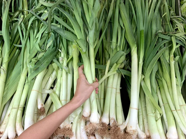 Woman hand choose bunch of green fresh leek onion or garlic in organic supermarket