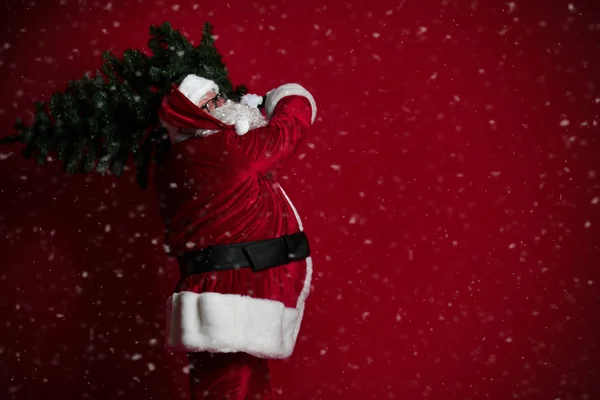 Papai Noel está carregando uma árvore de Natal em seu ombro sob a neve no fundo vermelho. Ano Novo e Feliz Natal — Fotografia de Stock