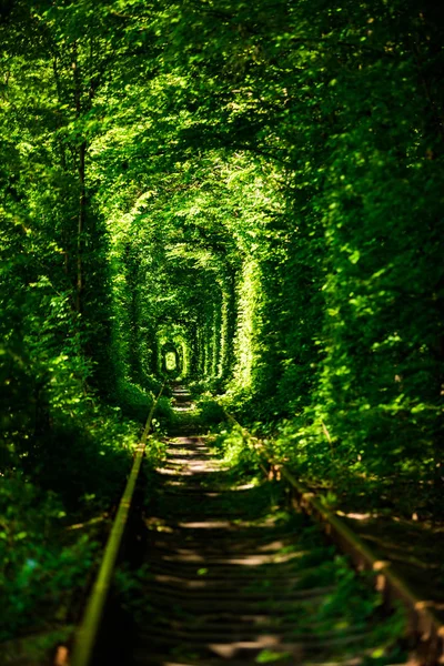 Beautiful tunnel of green trees . Tunnel of love. Old abandoned railway line, in the alley of green trees.