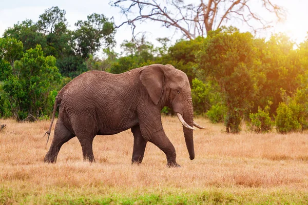 Elephant in the African savanna at sunset