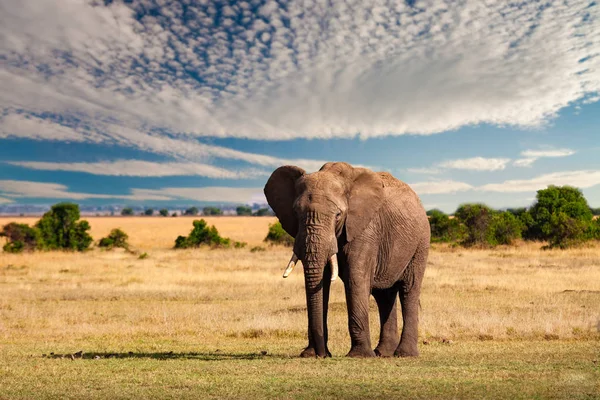 Elephant in the African savanna at sunset