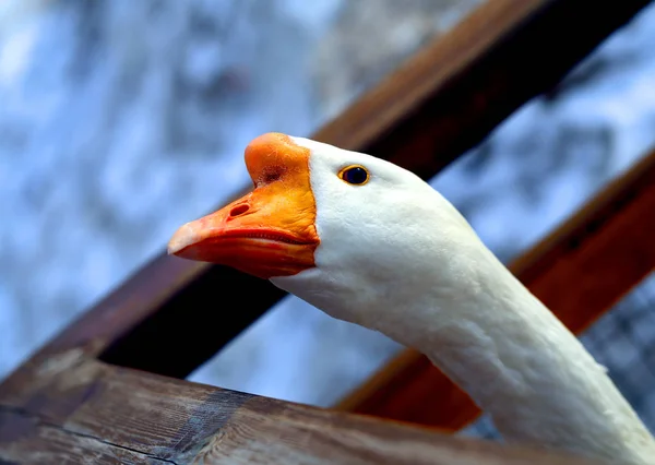 Prachtige Goose vogels met open oog gefotografeerd — Stockfoto