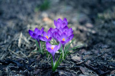 bahar çiçekleri crocuses yerde fotoğraflandı