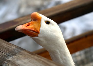 Fotoğrafı açık gözlü güzel kaz kuşlar