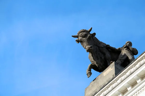 Прекрасный бык против голубого неба павильон мясоедения — стоковое фото