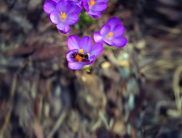 Flores de primavera azafrán en el suelo fotografiado — Foto de Stock