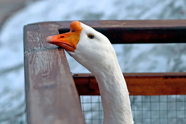 撮影のオープンな目を持つ美しいガチョウ鳥 — ストック写真