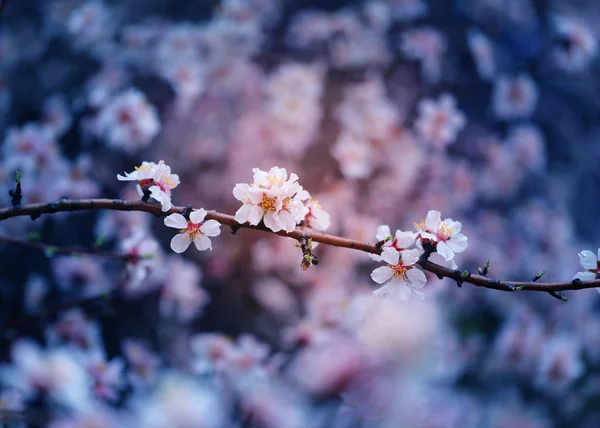 美丽的花在杏树在亚美尼亚拍摄 — 图库照片