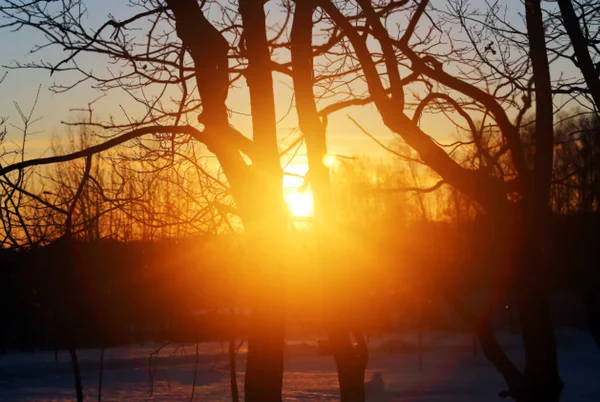 Prachtige zonsondergang in het winter bos tussen — Stockfoto