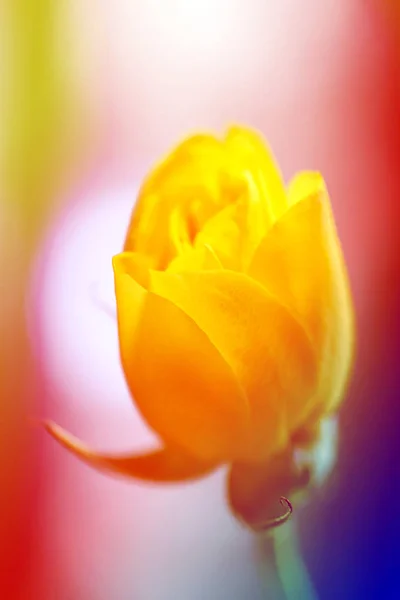 Beautiful yellow rose flower photographed close up — Stock Photo, Image