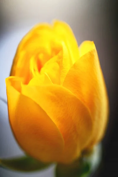 Piękny żółty kwiat róży sfotografowany zbliżenie — Zdjęcie stockowe