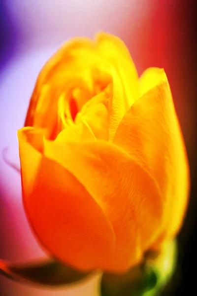 Beautiful yellow rose flower photographed close up — Stock Photo, Image