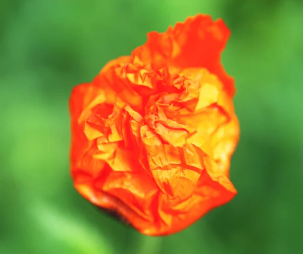 Hermosas amapolas rojas fotografiadas de cerca sobre un fondo borroso — Foto de Stock