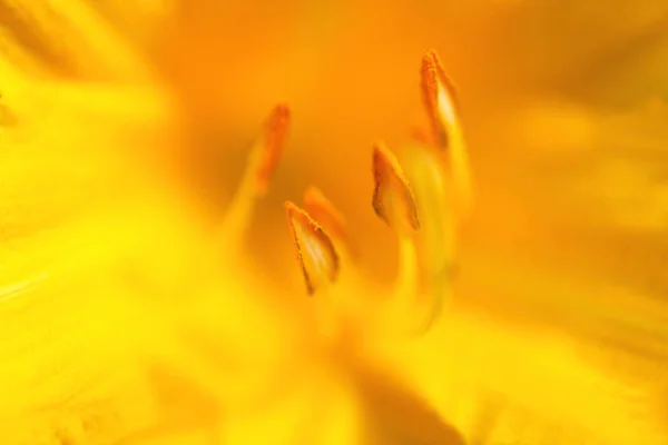 Hermosos lirios amarillos fotografiados de cerca sobre fondo borroso — Foto de Stock