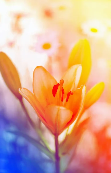 Vackra gula liljor fotograferade närbild på suddig bakgrund — Stockfoto