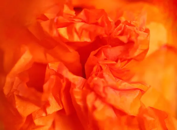 Beaux coquelicots rouges photographiés de près sur un fond flou — Photo