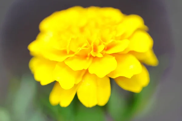 Beautiful wildflowers photographed close up on a beautiful background — Stock Photo, Image