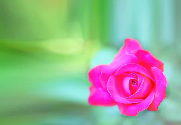 Hermosas flores rosas rojas fotografiadas de cerca sobre un fondo verde —  Fotos de Stock