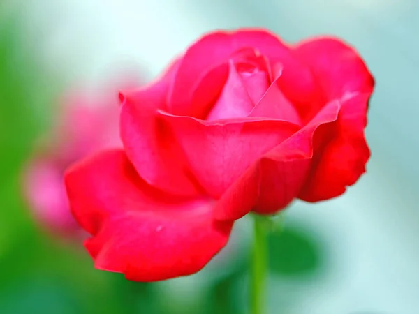 Beautiful flowers red roses photographed close up on a green background — Stock Photo, Image