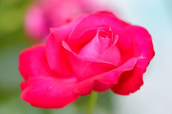 सुंदर फूल लाल गुलाब एक हरे पृष्ठभूमि पर करीब से चित्रित — स्टॉक फ़ोटो, इमेज
