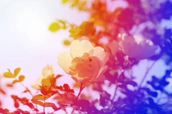 Lindas flores silvestres fotografadas de perto em um belo fundo — Fotografia de Stock